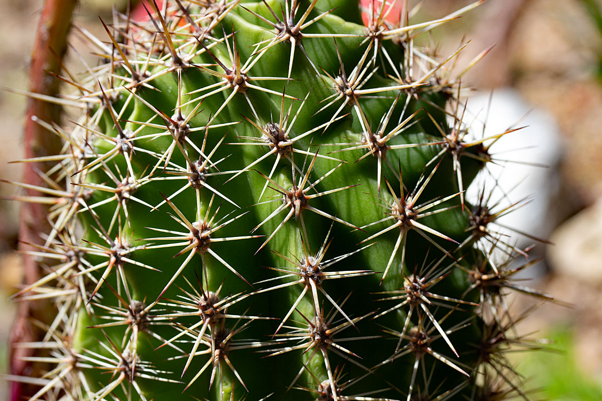 Seeigel-Kaktus