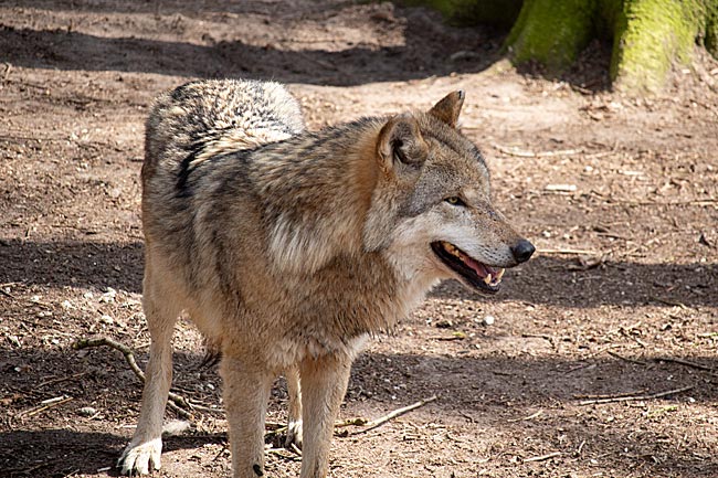 Wolfcenter Dörverden