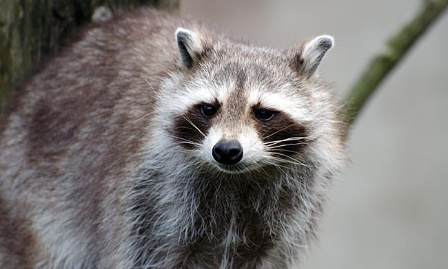 Bremerhaven - Zoo am Meer - Waschbär