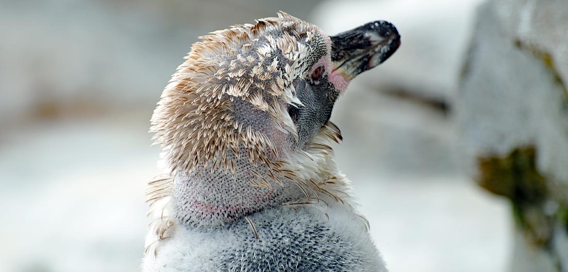 Zoo am Meer in Bremerhaven - Pinguin in der Mauser - Bremen sehenswert