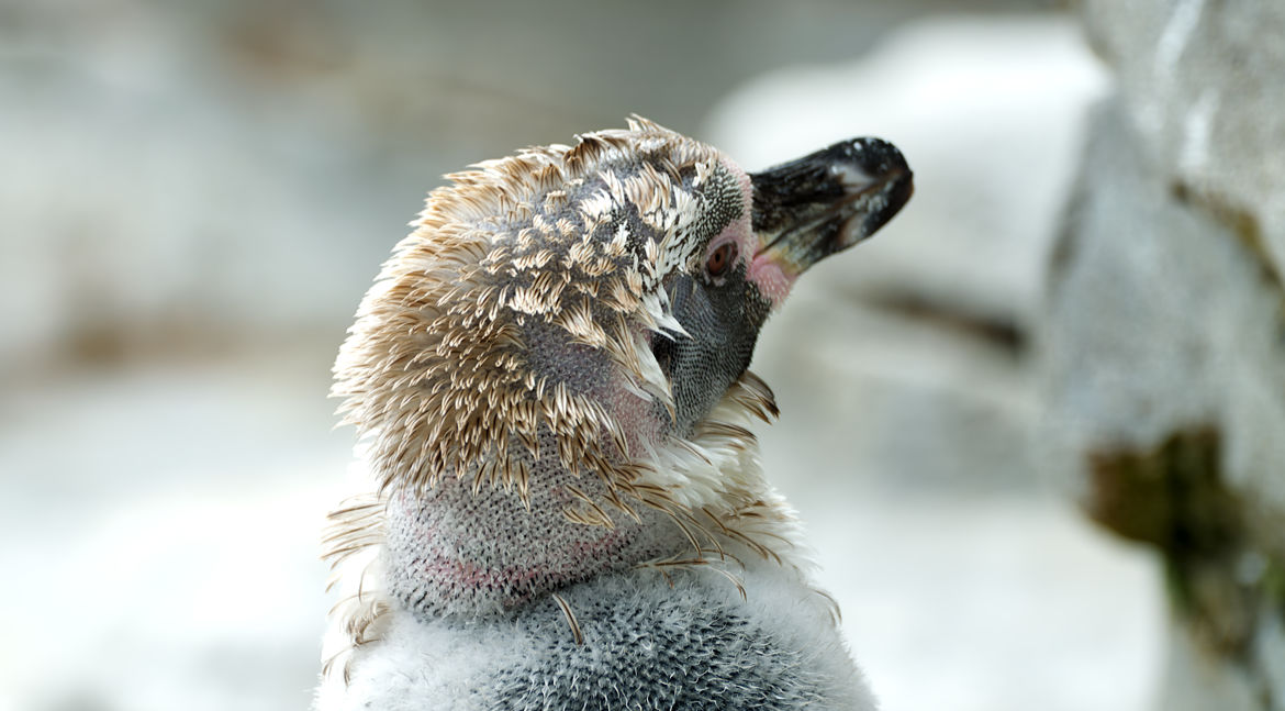 Zoo am Meer in Bremerhaven - Pinguin in der Mauser - Bremen sehenswert