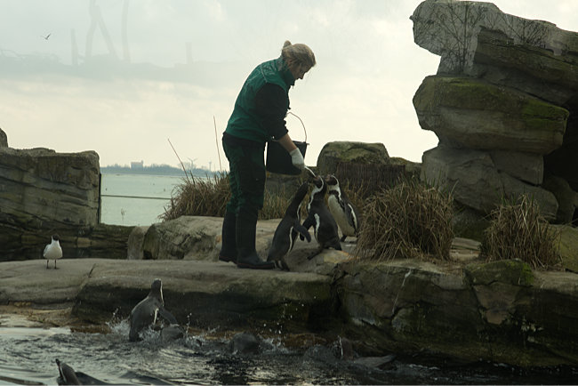 Zoo am Meer in Bremerhaven - Fütterung der Humboldtpinguine - Bremen sehenswert