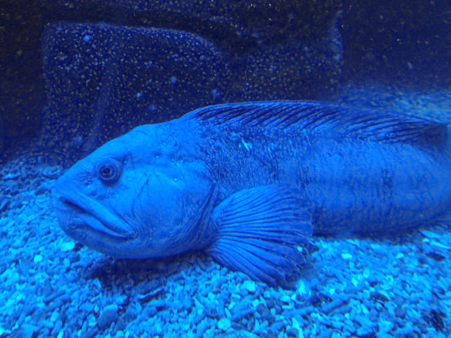 Zoo am Meer in Bremerhaven - Fisch im Aquarium - Bremen sehenswert