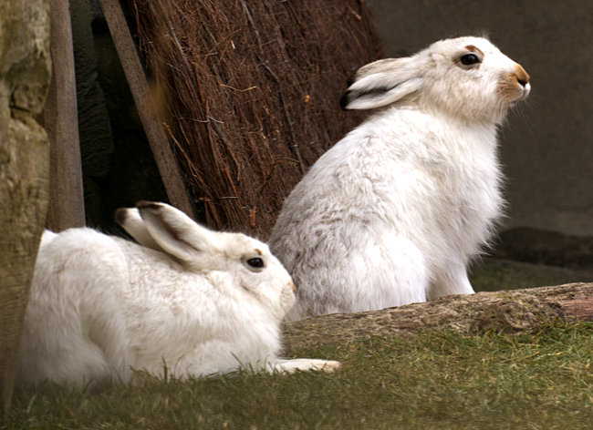 Bremerhaven - Zoo am Meer - Schneehasen