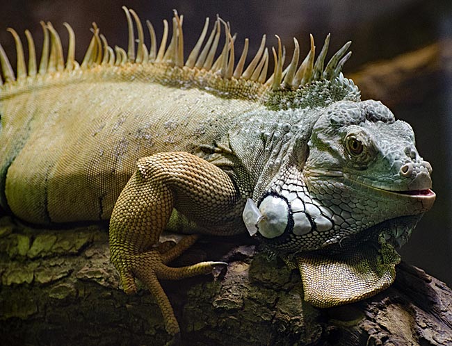 Zoo am Meer in Bremerhaven - Grüner Leguan - Bremen sehenswert