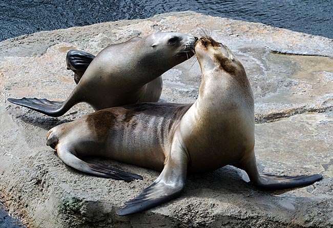 Zoo am Meer in Bremerhaven - Seelöwen - Bremen sehenswert