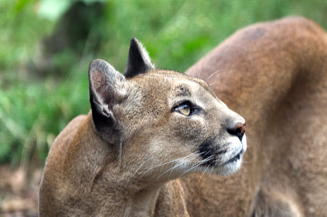 Zoo am Meer in Bremerhaven - Puma - Bremen sehenswert