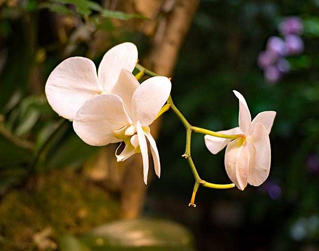 Bremen - botanika - Orchidee