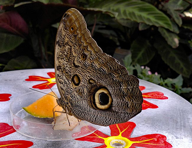 Bremen - botanika - Schmetterling