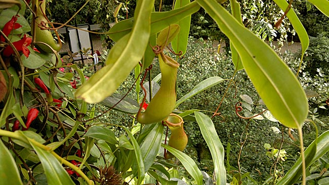 Bremen- botanika - Pflanzen im Borneo-Haus