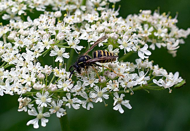 Wespe auf einer Blüte im Stadtwald - Bremen sehenswert