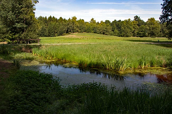 Blick in den Stadtwald - Bremen sehenswert