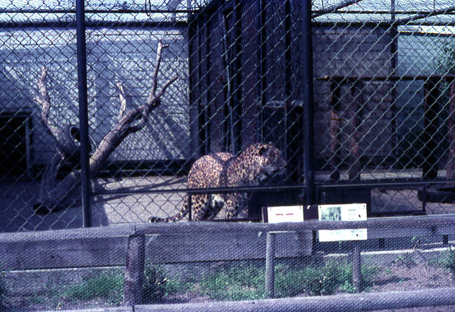 Leopard im ehemaligen Tierpark 1971 - Bremen sehenswert