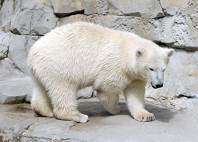 Bremerhaven - junger Eisbär im Zoo am Meer - Bremen sehenswert