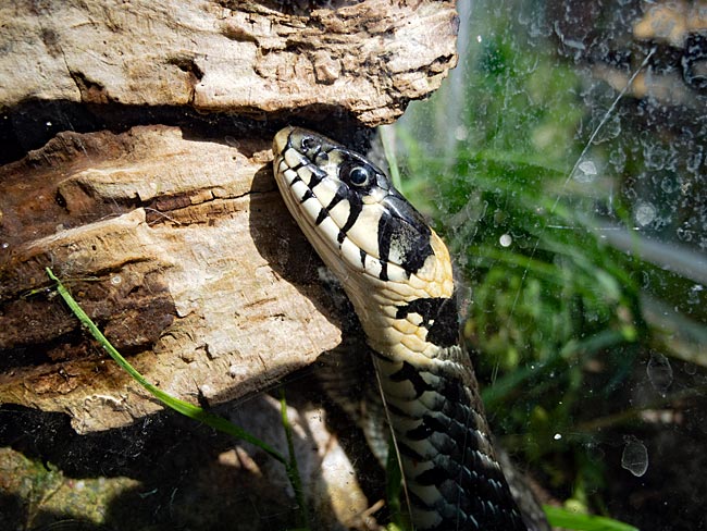 Bremerhaven - Ringelnatter im Zoo am Meer - Bremen sehenswert