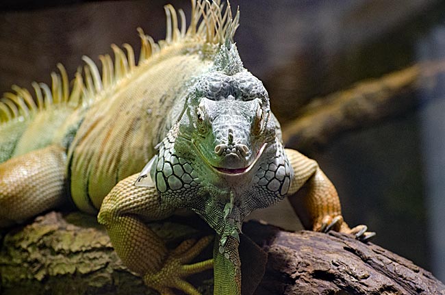 Bremerhaven - grüner Leguan im Zoo am Meer in den Havenwelten