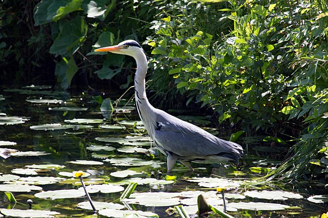 Graureiher im Bürgerpark - Bremen sehenswert