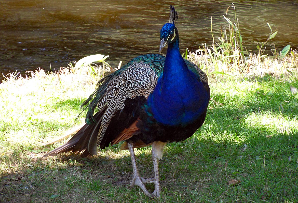 Pfau im Bürgerpark - Bremen sehenswert