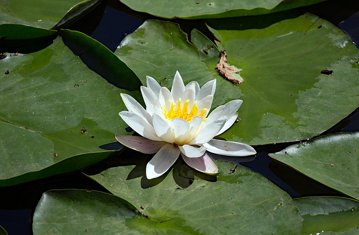 Seerose auf dem Emmasee im Bürgerpark - Bremen sehenswert