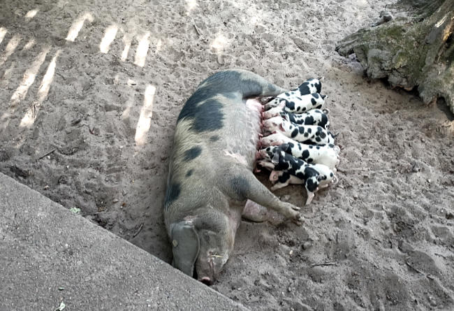 Bremen - Bentheimer Schweine im Bürgerpark