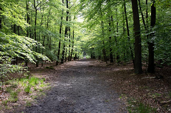 Cuxhaven - im Wernerwald