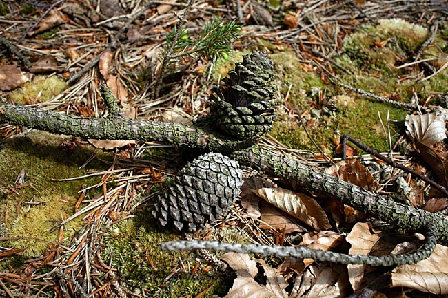 Cuxhaven - im Wernerwald