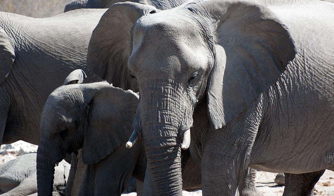 Elefanten in Namibia, einst deutsche Kolonie - Bremen sehenswert