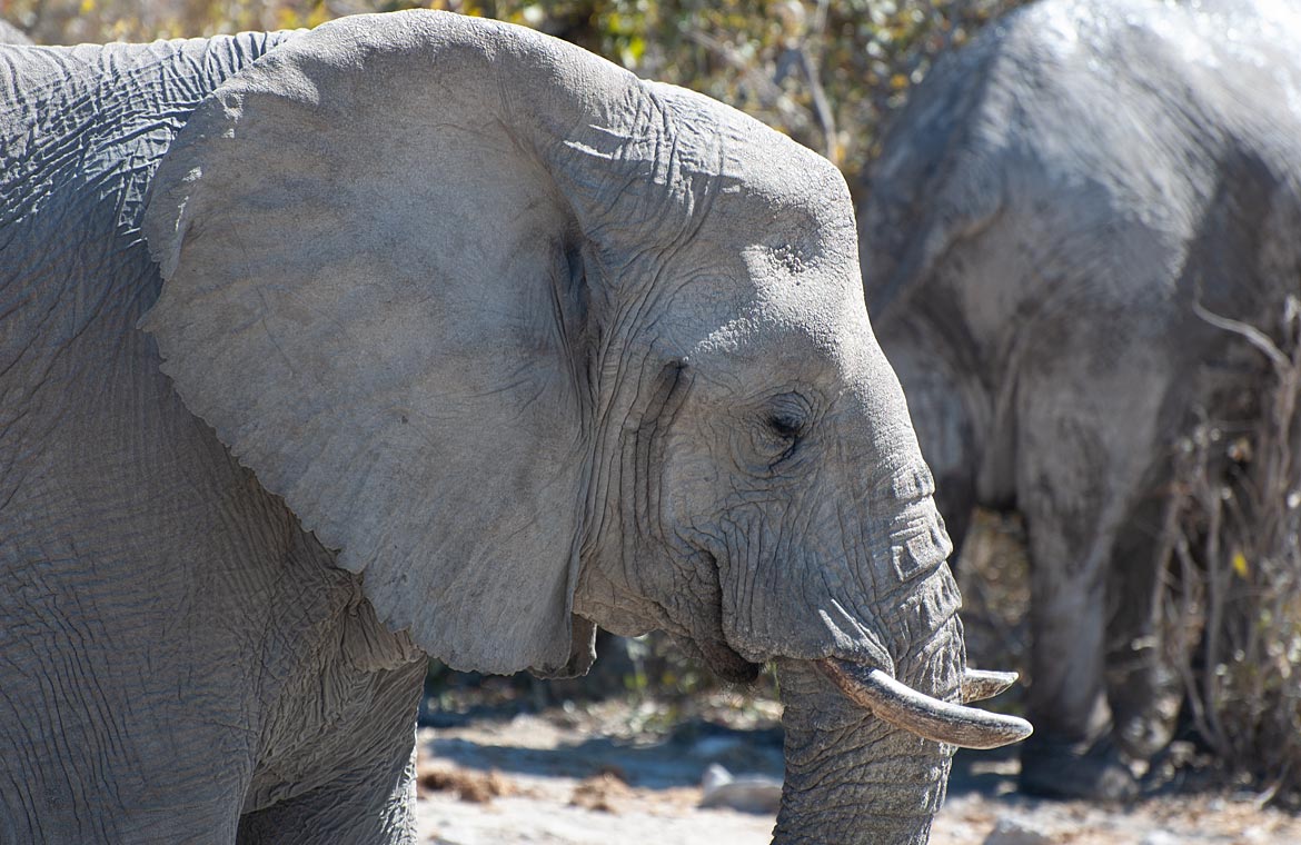 Elefant in Namibia