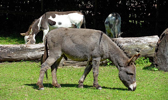 Zwergesel im Bürgerpark - Bremen sehenswert