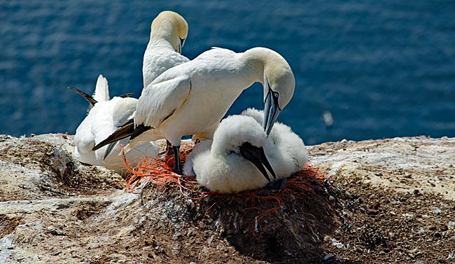 Helgoland - Basstölpel auf dem Lummenfelsen