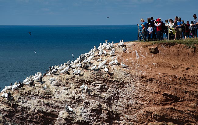 Helgoland - Begegnungen auf dem Lummenfelsen