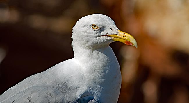 Helgoland - Möwe im Portrait