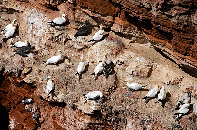 Helgoland - Brüten am Lummenfelsen