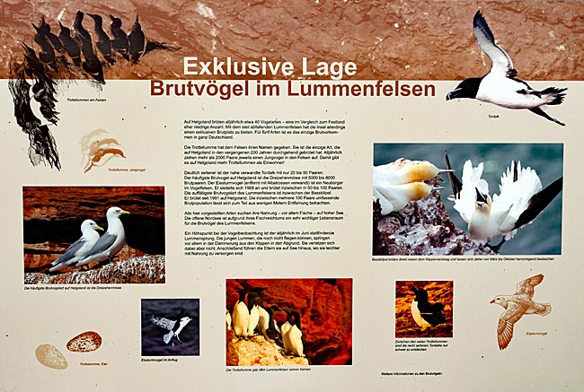 Helgoland - Infotafel über die Brutvögel auf Helgoland