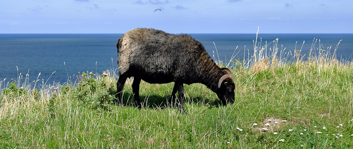 Schaf auf Helgoland - Bremen sehenswert