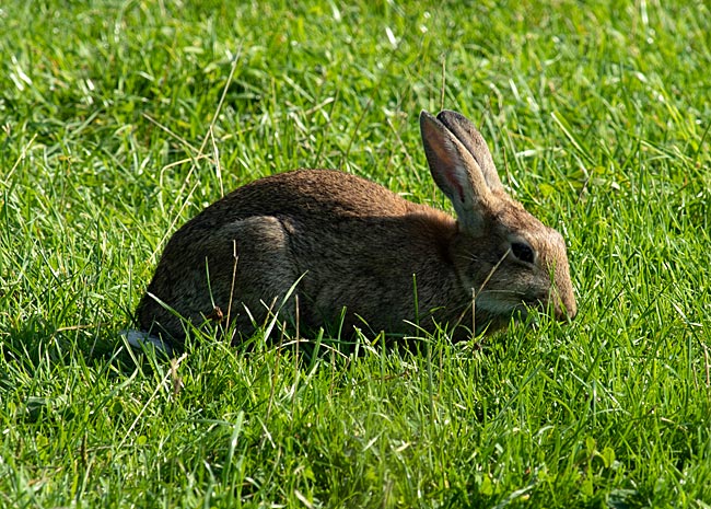 Kaninchen im Hemelinger Hafen - Bremen sehenswert