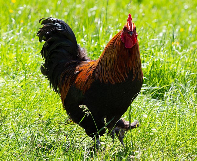 Bremen - stolzer Hahn am Wümme-Deich