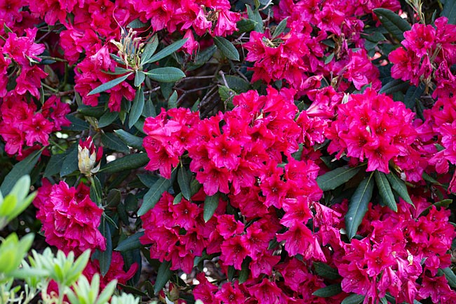 Bremen - blühende Rhododendren im Rhododendronpark