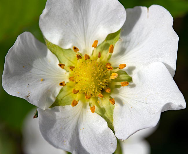 Bremen - Erdbeerblüte in Horn-Lehe