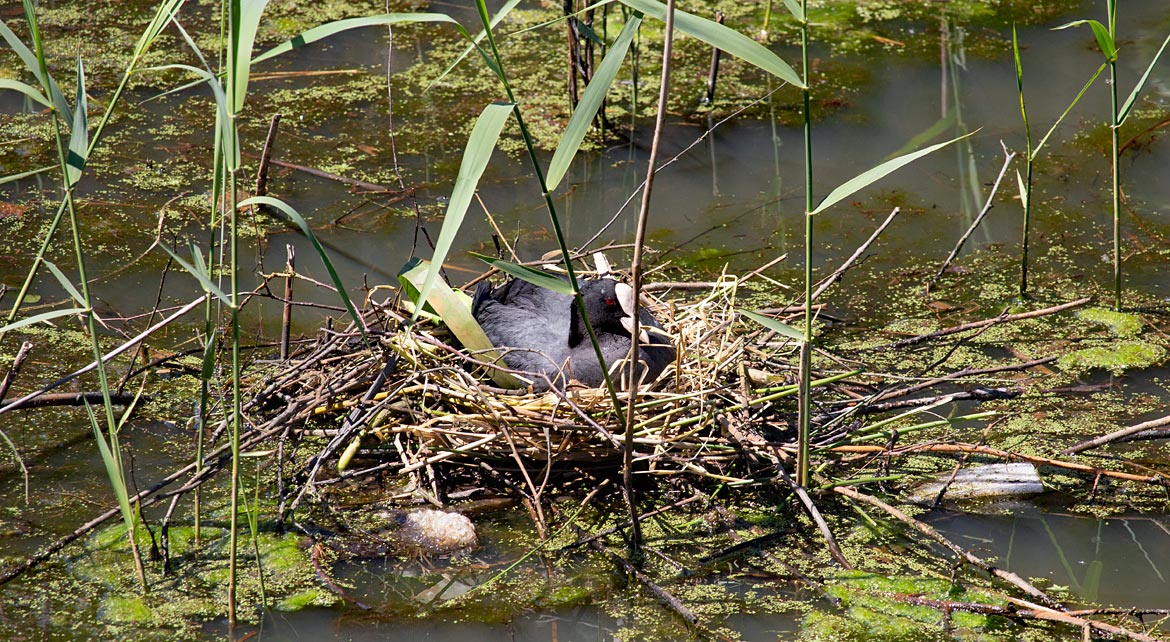 Brütendes Blässhuhn - Bremen sehenswert