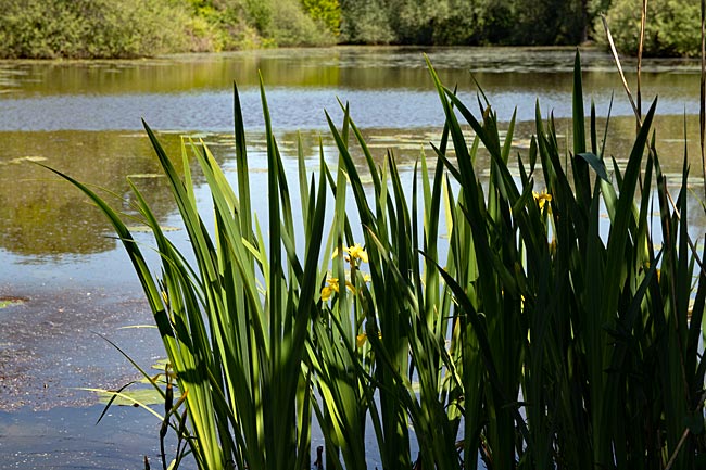 Bremen - kleiner See am Rande des Jan Reiners Weges