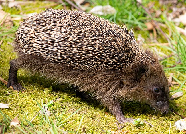 Igel  - Bremen sehenswert