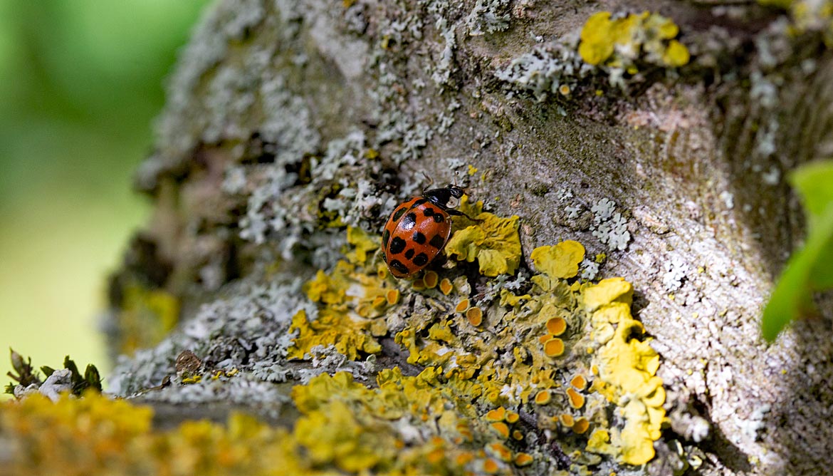 Käfer auf einem Baum - Bremen sehenswert
