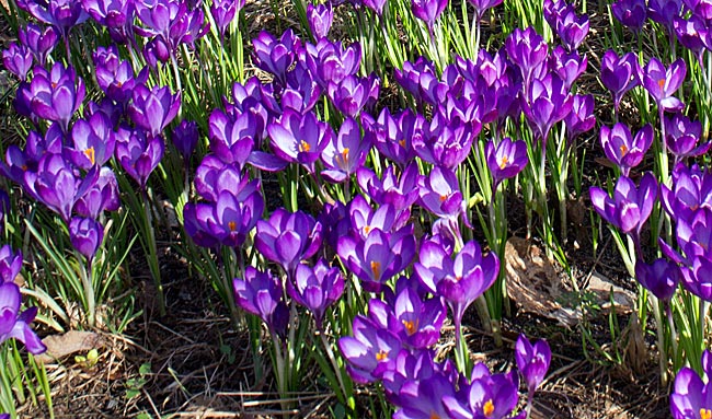 1 Million Krokusse blühen im Frühjahr in Oberneuland - Bremen sehenswert