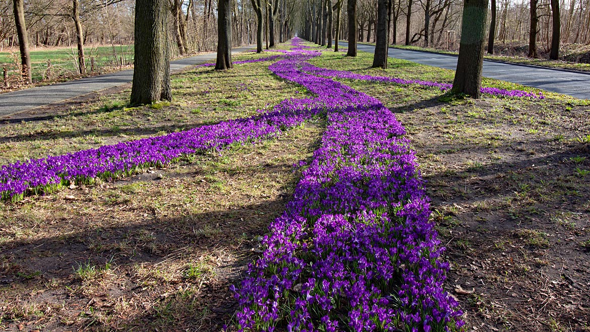 Krokusse in Oberneuland an der Franz-Schütte-Allee - Bremen sehenswert