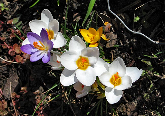 Andersfarbige Krokusse blühen im Frühjahr - Bremen sehenswert