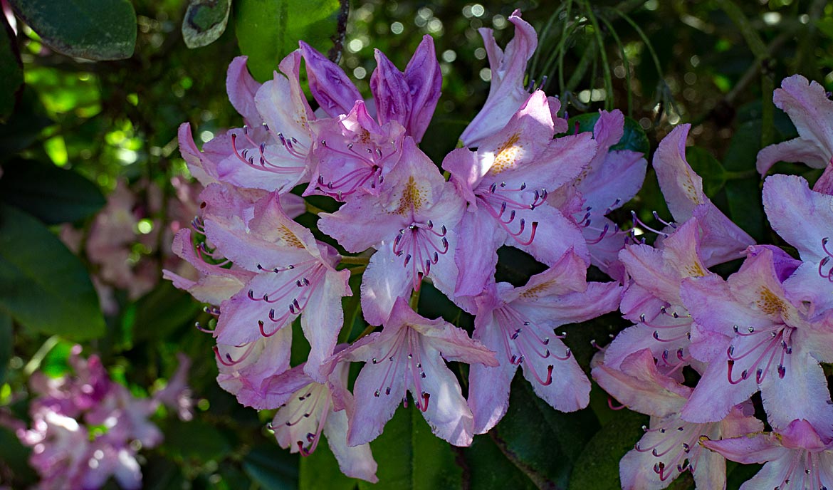 Rhododendron-Blüten im Park Höpkensruh in Oberneuland - Bremen sehenswert