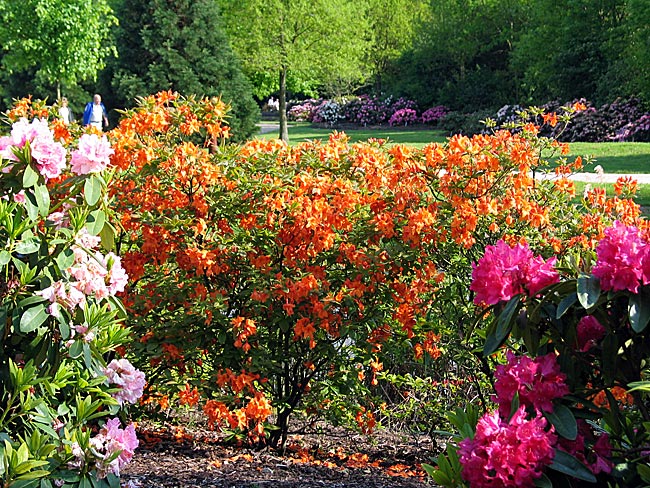 Bremen - Rhododendronpark - blühende Rhododendren