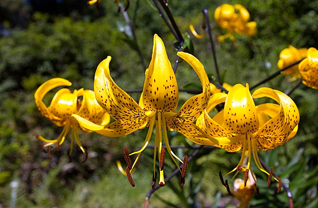 Rhododendronpark - Bremen sehenswert