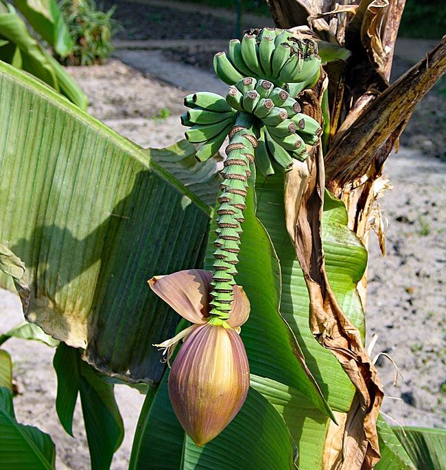 Bremen - Rhododendronpark - Bananenstaude mit Früchten